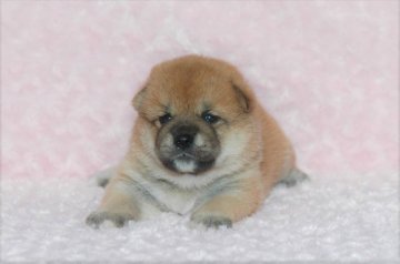 柴犬(標準サイズ)【千葉県・男の子・2017年6月22日・赤】の写真「父犬は受賞犬・母犬も血統優秀！健康診断付！」