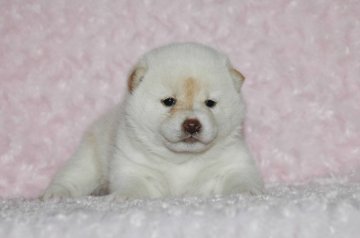 柴犬(標準サイズ)【千葉県・女の子・2018年1月3日・白】の写真「父犬は受賞犬・母犬も血統優秀！健康診断付おススメ」