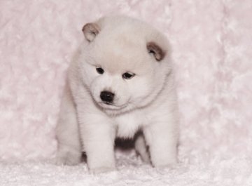 柴犬(豆柴)【千葉県・男の子・2018年4月17日・白】の写真「★容姿・骨格構成・犬質ハイレベル！健康診断付！」