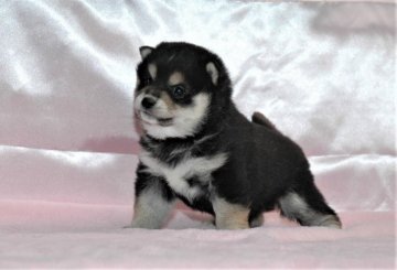 柴犬(豆柴)【千葉県・男の子・2018年12月5日・黒】の写真「★容姿・骨格構成・犬質ハイレベル！健康診断付！」