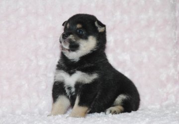 柴犬(豆柴)【千葉県・女の子・2018年6月1日・黒】の写真「★容姿・骨格構成・犬質ハイレベル！健康診断付！」