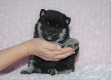 柴犬(豆柴)【千葉県・男の子・2017年9月15日・黒】の写真「父犬は受賞犬・母犬は血統優秀豆柴サイズ！」