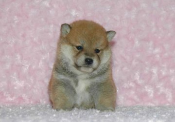 柴犬(標準サイズ)【千葉県・男の子・2017年10月16日・赤】の写真「父犬は受賞犬！母犬も血統優秀！健康診断付！」