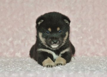 柴犬(豆柴)【千葉県・女の子・2018年2月11日・黒】の写真「★父犬は豆柴認定犬！健康診断付おススメ！」