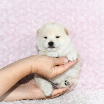 柴犬(標準サイズ)【千葉県・女の子・2023年5月16日・白】の写真「★21代目豆助の妹★最優良血統★容姿性格抜群★」