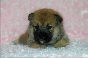 柴犬(標準サイズ)【千葉県・男の子・2017年6月15日・赤】の写真「父犬は受賞犬・母犬も血統優秀！健康診断付！」