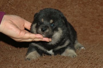 柴犬(標準サイズ)【千葉県・男の子・2017年12月1日・黒】の写真「父犬は受賞犬！母犬も血統優秀！健康診断付！」