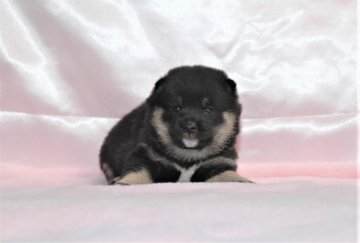 柴犬(豆柴)【千葉県・男の子・2018年12月10日・黒】の写真「★容姿・骨格構成・犬質ハイレベル！健康診断付！」