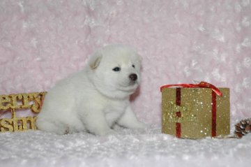柴犬(標準サイズ)【千葉県・女の子・2017年10月29日・白】の写真「父犬は受賞犬！母犬も血統優秀！健康診断付！」