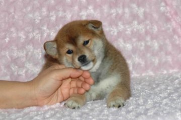 柴犬(標準サイズ)【千葉県・男の子・2017年4月5日・赤】の写真「父犬は受賞犬！母犬も血統優秀！健康診断書付！」