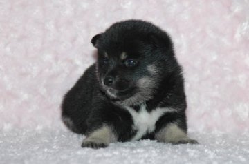 柴犬(豆柴)【千葉県・男の子・2018年5月11日・黒】の写真「★容姿・骨格構成・犬質ハイレベル！健康診断付！」