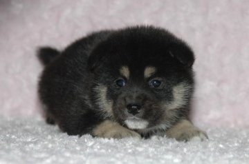 柴犬(標準サイズ)【千葉県・女の子・2017年3月14日・黒】の写真「父犬は受賞犬・母犬は血統優秀豆柴サイズ！健康診断付」