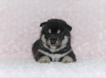 柴犬(標準サイズ)【千葉県・男の子・2018年8月10日・黒】の写真「★小振りサイズ！・犬質ハイレベル！健康診断付！」