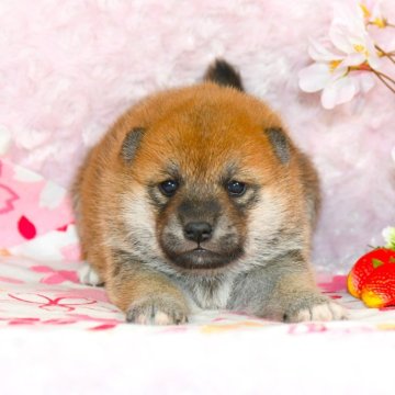 柴犬(標準サイズ)【千葉県・女の子・2024年2月25日・赤】の写真「★最優良血統★容姿性格・骨格構成・犬質最高レベル★」