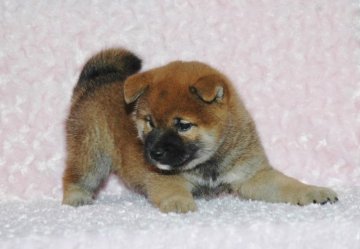 柴犬(標準サイズ)【千葉県・男の子・2018年5月1日・赤】の写真「☆両親犬とも受賞犬！血統優秀！健康診断付！」