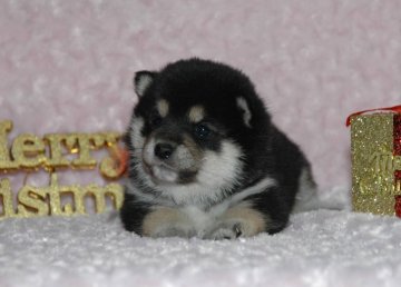 柴犬(豆柴)【千葉県・女の子・2017年10月30日・黒】の写真「父犬は受賞犬・母犬も血統優秀な豆柴サイズ！」