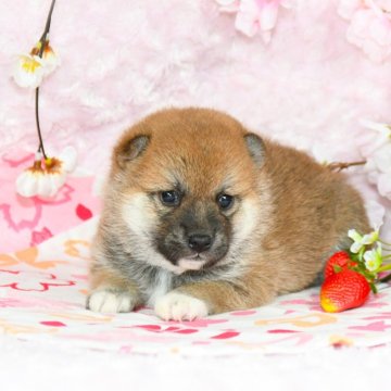 柴犬(標準サイズ)【千葉県・女の子・2024年1月30日・赤】の写真「★最優良血統★容姿性格・骨格構成・犬質最高レベル★」