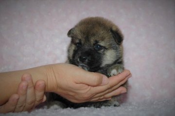 柴犬(豆柴)【千葉県・男の子・2017年7月20日・赤】の写真「父犬は受賞犬・母犬は血統優秀豆柴サイズ！」