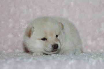 柴犬(標準サイズ)【千葉県・女の子・2017年8月13日・白】の写真「父犬は受賞犬・母犬も血統優秀！健康診断付！」