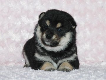 柴犬(標準サイズ)【千葉県・男の子・2018年4月11日・黒】の写真「父犬は受賞犬・母犬も血統優秀！健康診断付おススメ」
