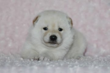柴犬(標準サイズ)【千葉県・女の子・2017年8月13日・白】の写真「父犬は受賞犬・母犬も血統優秀！健康診断付！」