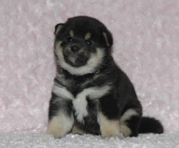 柴犬(標準サイズ)【千葉県・女の子・2017年3月5日・黒】の写真「父犬は受賞犬・母犬も血統優秀！健康診断付おススメ」