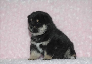 柴犬(標準サイズ)【千葉県・男の子・2017年10月20日・黒】の写真「父犬は受賞犬！母犬は豆柴サイズ！健康診断付！」