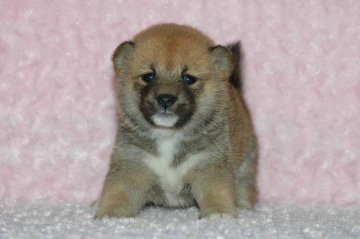 柴犬(標準サイズ)【千葉県・女の子・2017年3月14日・赤】の写真「父犬は受賞犬・母犬は血統優秀豆柴サイズ！健康診断付」