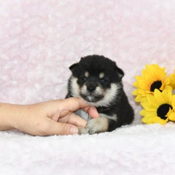 柴犬(豆柴)【千葉県・女の子・2023年7月25日・黒】の写真「★理想的な配色！容姿・性格・最高レベル★」