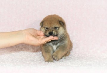 柴犬(標準サイズ)【千葉県・男の子・2021年6月1日・赤】の写真「★抜群な顔立ち！美しい被毛！健康診断付！」