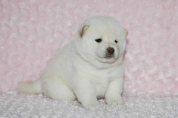 柴犬(標準サイズ)【千葉県・男の子・2017年8月20日・白】の写真「父犬は受賞犬・母犬は血統優秀！」