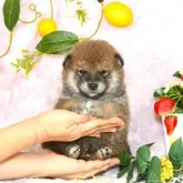 柴犬(標準サイズ)【千葉県・男の子・2023年1月3日・赤】の写真1
