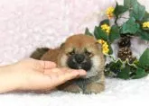 柴犬(標準サイズ)【千葉県・女の子・2023年9月1日・赤】の写真2