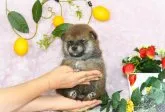 柴犬(標準サイズ)【千葉県・男の子・2023年1月3日・赤】の写真2