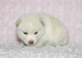豆柴【千葉県・男の子・2017年3月23日・白】の写真2「モクモク　フワフワ　マメ柴サイズです！」