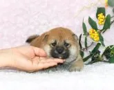 柴犬(標準サイズ)【千葉県・女の子・2023年9月1日・赤】の写真3