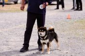 柴犬(標準サイズ)【・男の子・2023年5月25日・黒】