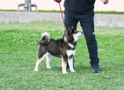 柴犬(標準サイズ)【・男の子・2024年9月27日・黒】