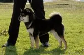 豆柴【千葉県・男の子・2017年7月20日・赤】の写真4「多数の受賞歴をもつ父犬です！」