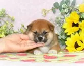 柴犬(標準サイズ)【千葉県・女の子・2024年5月20日・赤】の写真4