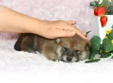 柴犬(標準サイズ)【千葉県・男の子・2023年1月3日・赤】の写真4