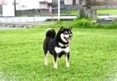 豆柴【千葉県・男の子・2023年6月13日・黒】の写真5「お母さん犬の「瑤子さん」」