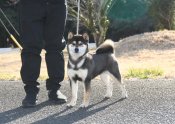 柴犬(標準サイズ)【・女の子・2023年5月25日・黒】