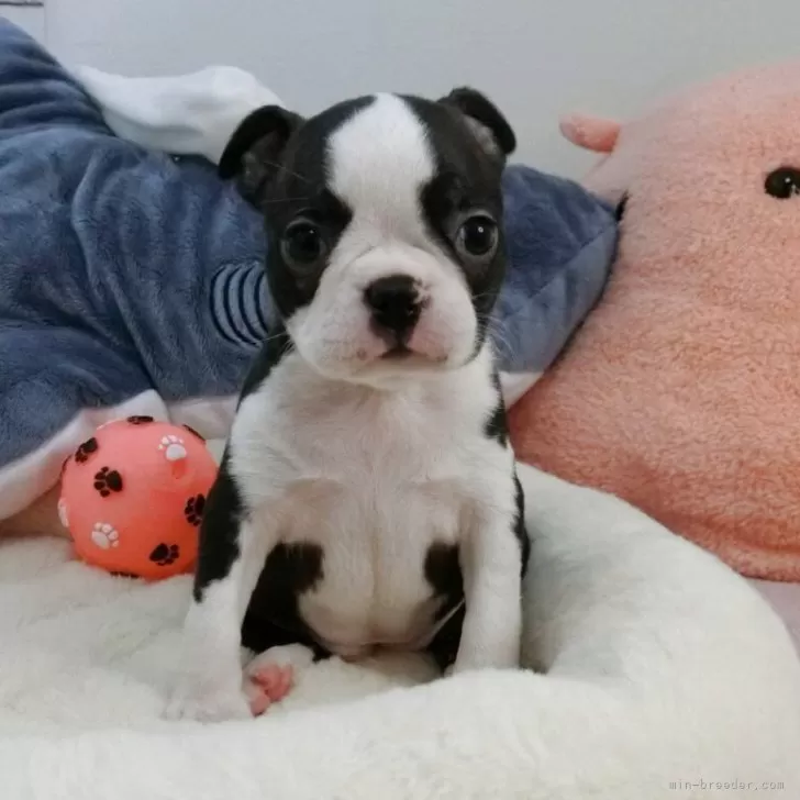 ID：2505-02598の子犬