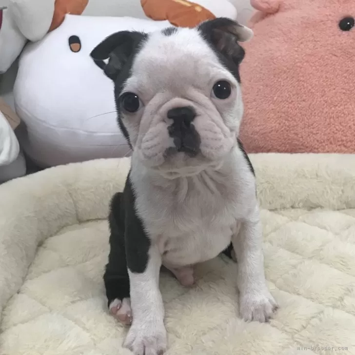ID：2412-03998の子犬