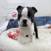 ボストンテリア