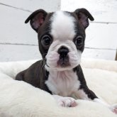 ボストンテリア