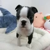 ボストンテリア