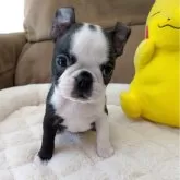 ボストンテリア