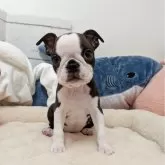 ボストンテリア